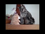 Говорящий хомяк и кот)))